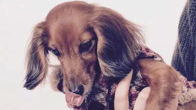 忙し過ぎてお弁当も食べられなかった日 featured image